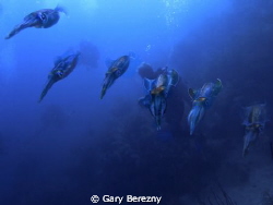 Photo of a group of squid at Utila by Gary Berezny 